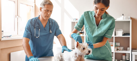 Radiation Protection Requirements for Small Animal Veterinary X-Ray Radiography Diagnostics